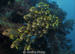 "101 Sweetlips" by Andre Philip 